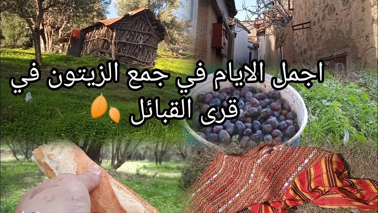 اجمل الايام في ريف القبائل 🍂 الاسبوع الاخير في جني الزيتون a Ath Douala.🍀 période inoubliable 🇩🇿