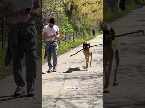 Video: Dog je čakal sedem dni ob cesti, ker je njegov lastnik povedal, da 