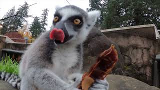 Leaping Lemurs Lick Tasty Tamarind Pods