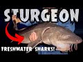How to Catch Wisconsin's BIGGEST Fish!