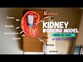 Kidney working model biology project scince exhibition nakulsahuart