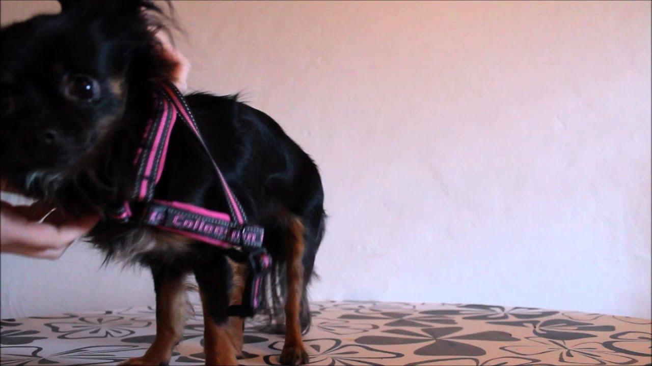 How to put on Hurtta Yharness YouTube