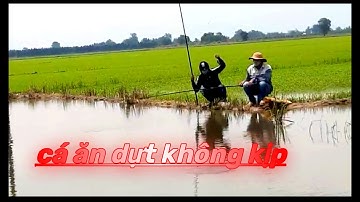 Câu cá rô đồng một góc ruộng 4 anh em dựt không kịp# p2 câu cá Hóc môn