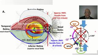 2021 OCT in Glaucoma (3) structure and function in glaucoma