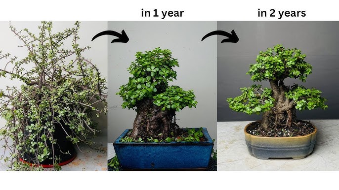 16 Common Bonsai Tree Species to Grow