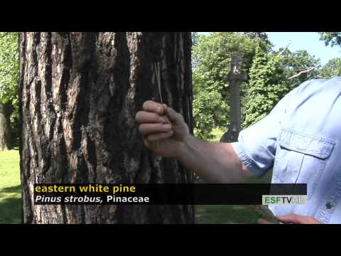 Trees with Don Leopold - eastern white pine