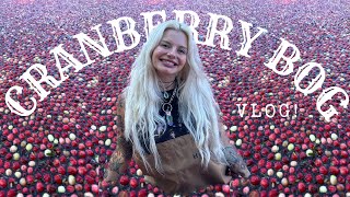 WADING INTO A CRANBERRY BOG | vlog