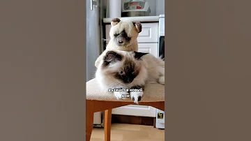 Почему кошку первой пускают в новый дом или квартиру 😺
