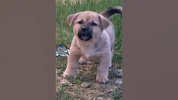 جرو ينبح كلاب Dogs Chiens 
