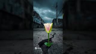 폐허 속 기적... 콘크리트를 뚫고 피어난 하트 모양 꽃 🌸💗