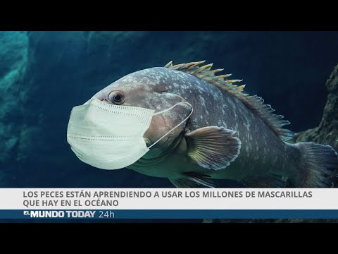 Los peces están aprendiendo a usar las mascarillas que hay en el océano | El Mundo Today 24H - YouTube
