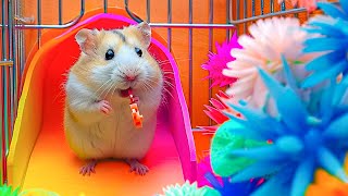 Hamster vs Spider Maze  A Thrilling Escape Mission  Hamster Maze