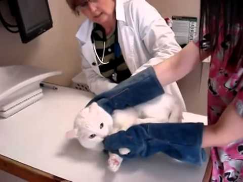 Video: Nueve Gatitos En Una Caja Y Nueve 'horrores' Hospitalarios Veterinarios Más