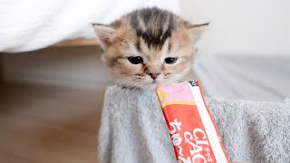 5 seconds before the kitten learns the deliciousness of treats...