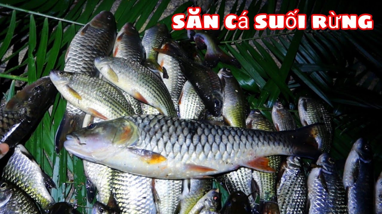 Người Rừng Bắt Cá Suối Bằng Cách Nào | The Forest People Catch Fish For  Survival - Youtube