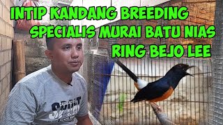 Download Lagu Breeding Specialis Murai Batu Nias Ring Bejoo Lee #muraibatu #muraibatugacor MP3 Download Lagu Breeding Specialis Murai Batu Nias Ring Bejoo Lee #muraibatu #muraibatugacor MP3