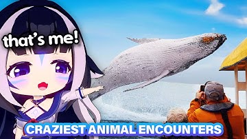 Shylily Reacts to Craziest Animal Encounters of All Time | Daily Dose of Internet