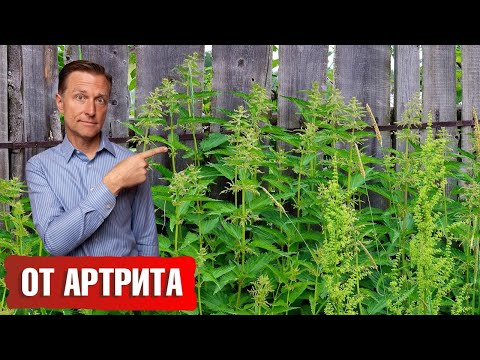 Видео: Являются ли Poinsettias ядовитыми для собак?