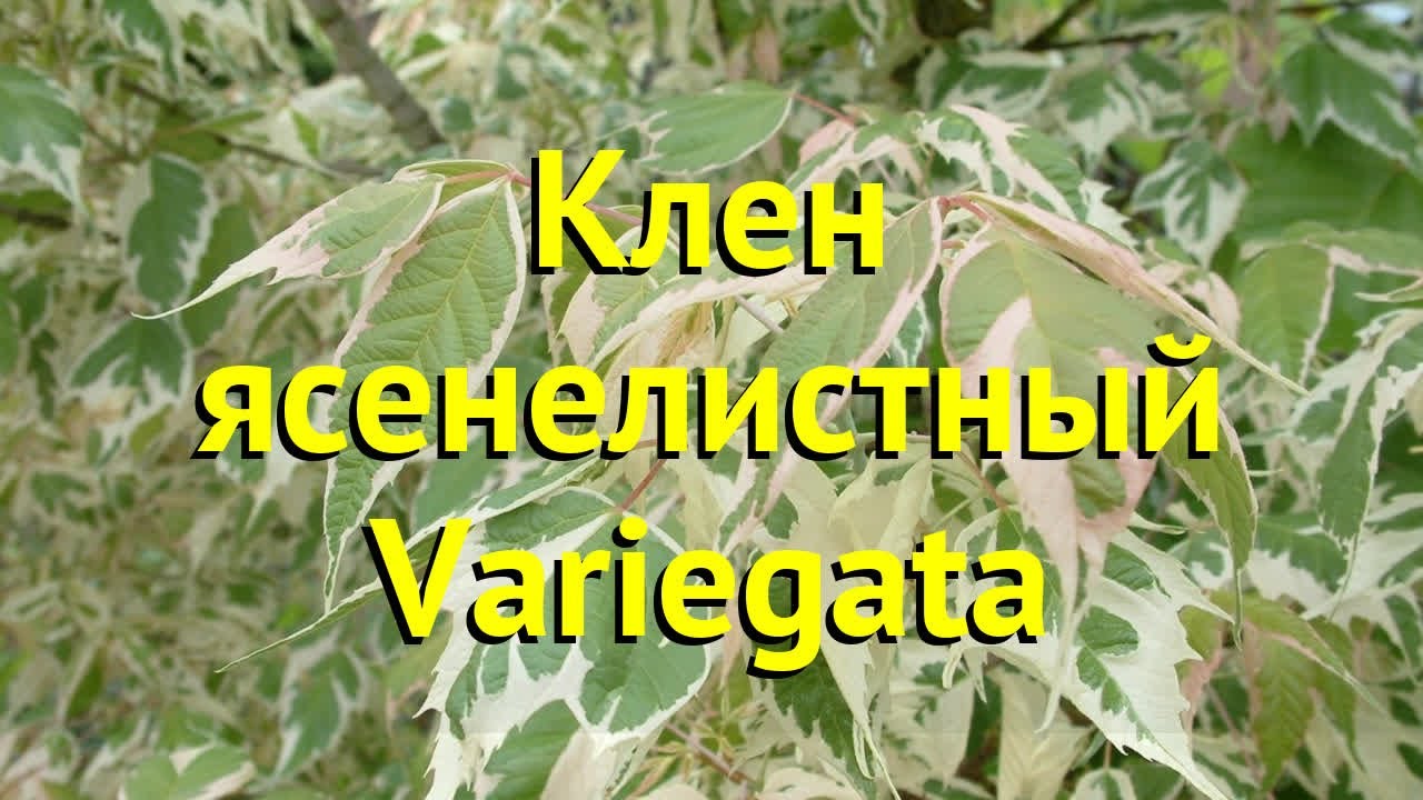 Клен ясенелистный описание. Клен ясенелистный вариегатный. Клен ясенелистный Вариегата. Клён ясенелистный варикгатный.