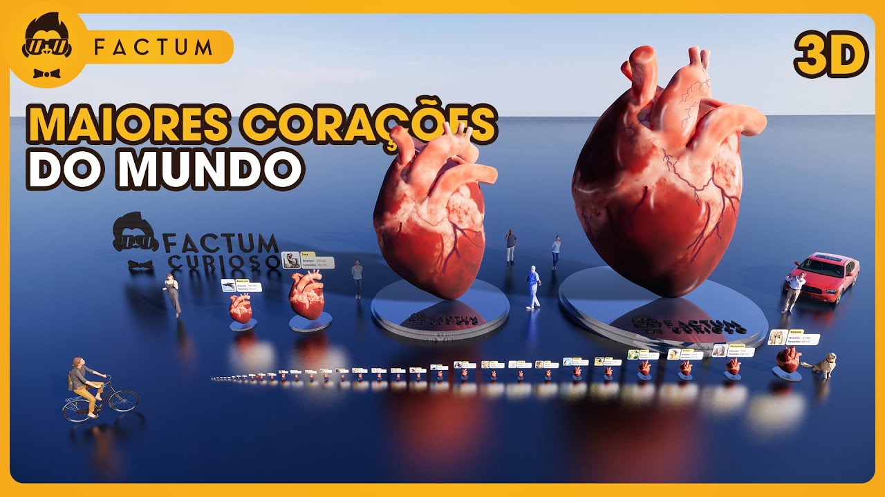 Comparação de tamanho dos corações - Vídeo 3d - YouTube