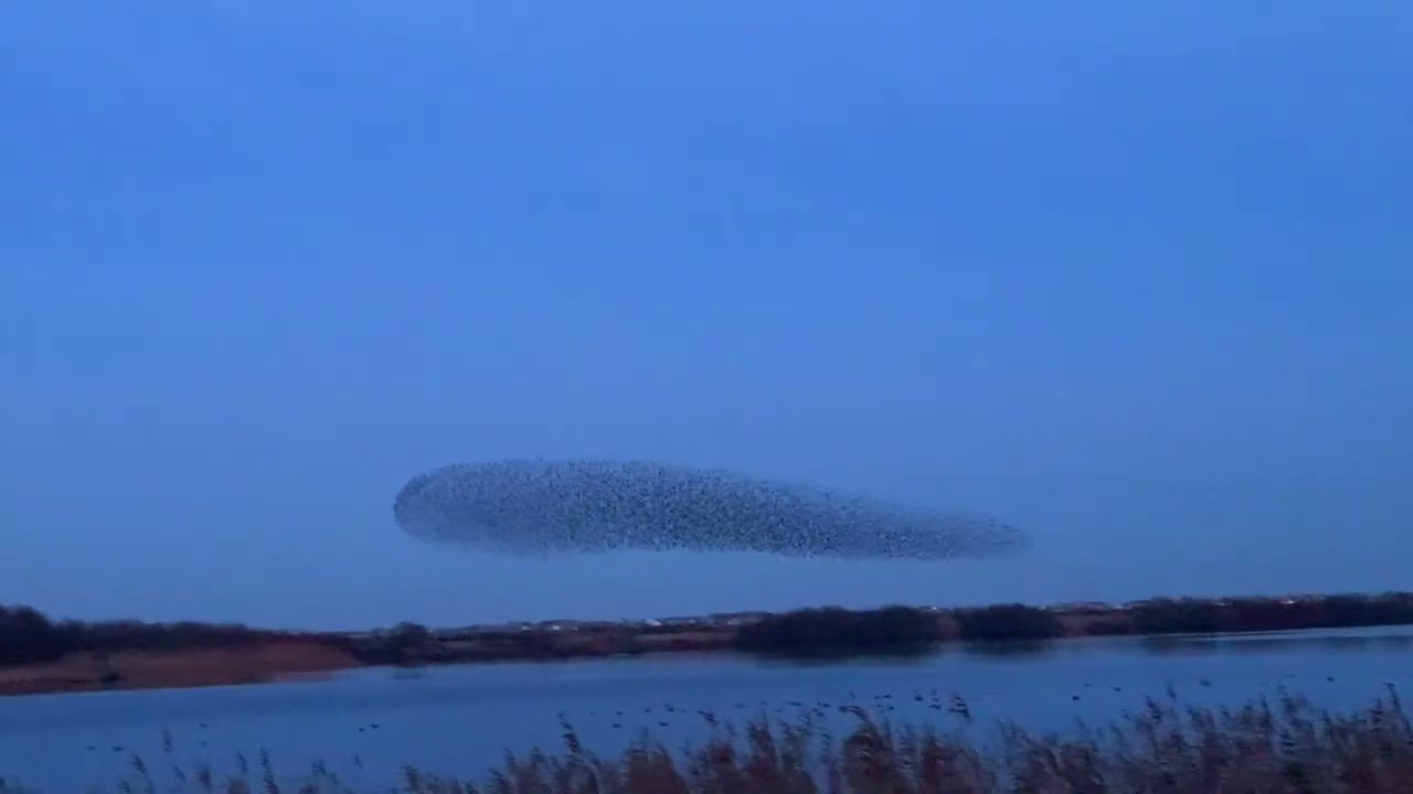 Amazing STARLING Murmuration: live footage 23 December.