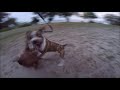 Амстаффтерьер против питбультерьера / Amstaffterrier vs Pit Bull Terrier