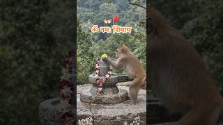 ॐ नमः शिवाय #shivling #shiv #shivbhajan #omnamahshivaya #omnamahshivay #monkey #bandar #बंदर