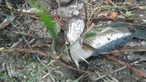 Câu cá lóc bằng vịt con và cái kết dính 2con cá ...phần 2