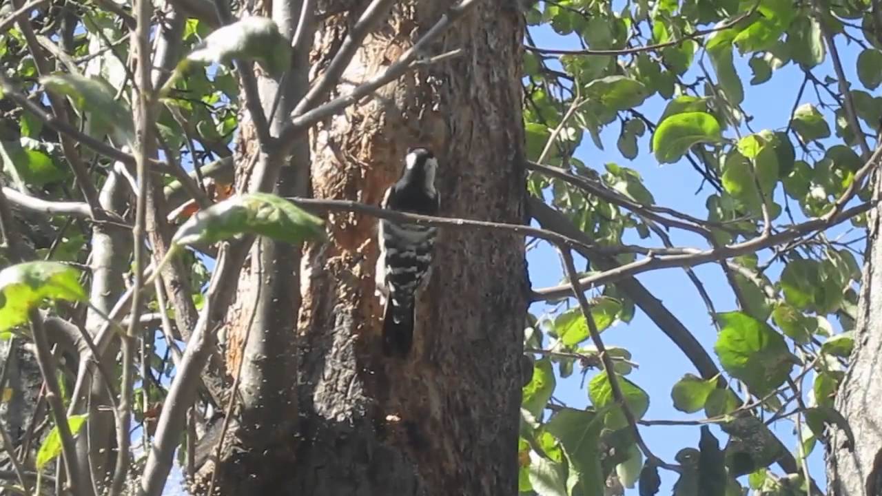 Как Дятел Готовится к Зиме. Гнездо Дятла (Doctor. Woodpecker) - YouTube