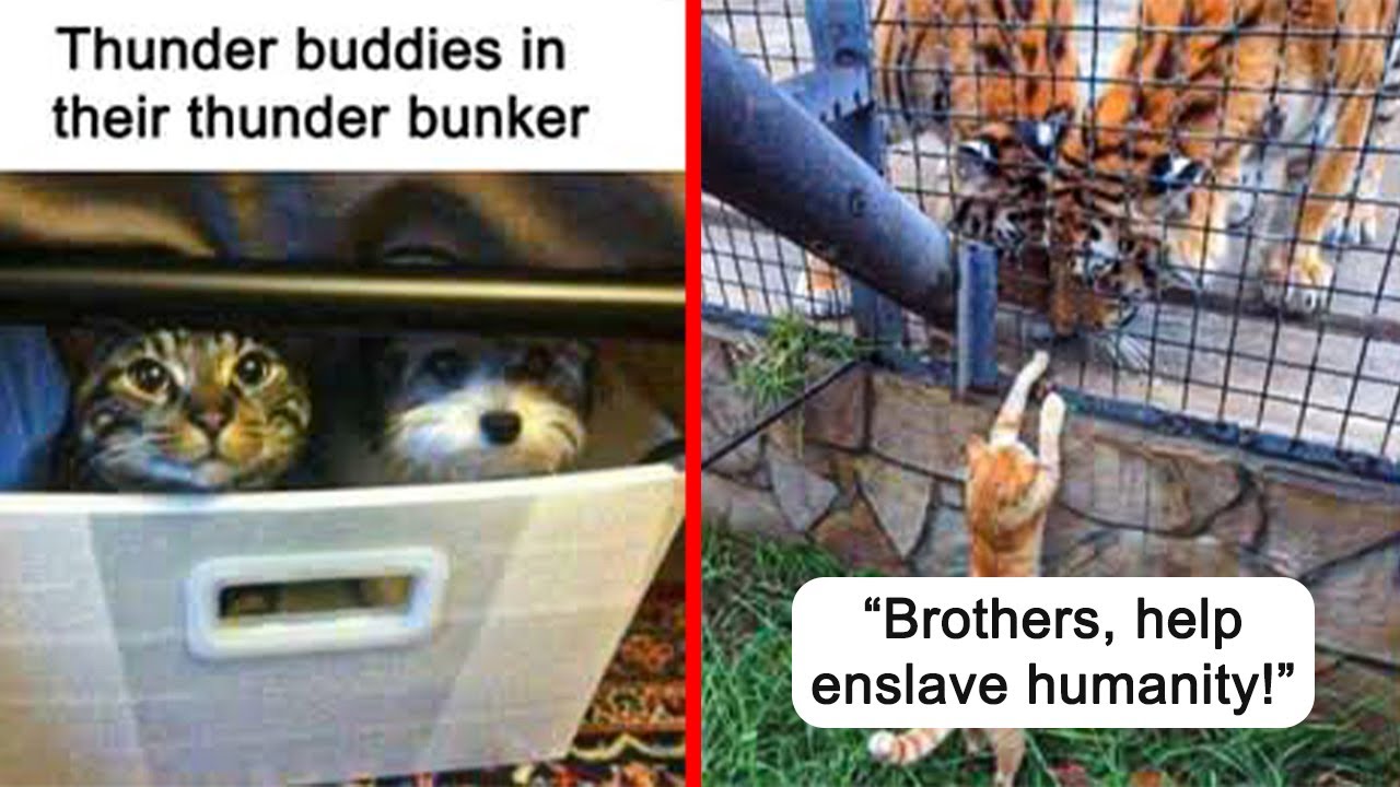 A Place to Laugh at Our Non-Human Friends: Hilarious Animal Moments (New)