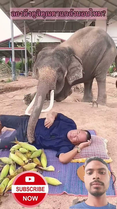 #animals #funny elipe