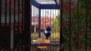 Download Lagu NGEROL PANJANG | GLATIK WUCIT2 PANJANG #gelatikbatugacor #glatikfullisian #glatik MP3