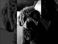 #thelion #meme #freaky #dog #sigmamotivational freaky ahh lil dog 💔🥀🥀