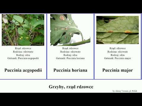 Grzyby Rząd Rdzowce Puccinia Nagoć Uromyces Major Fungus Discolor Pachyrhizi Rdza Botryorhiza