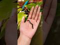 Catch Venomous Scorpion, Giant Millipede, Snails, Red Spotted Millipede, Small Red Millipedes#viral