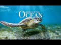 Animals of the ocean 4k  scenic wildlife film with calming music