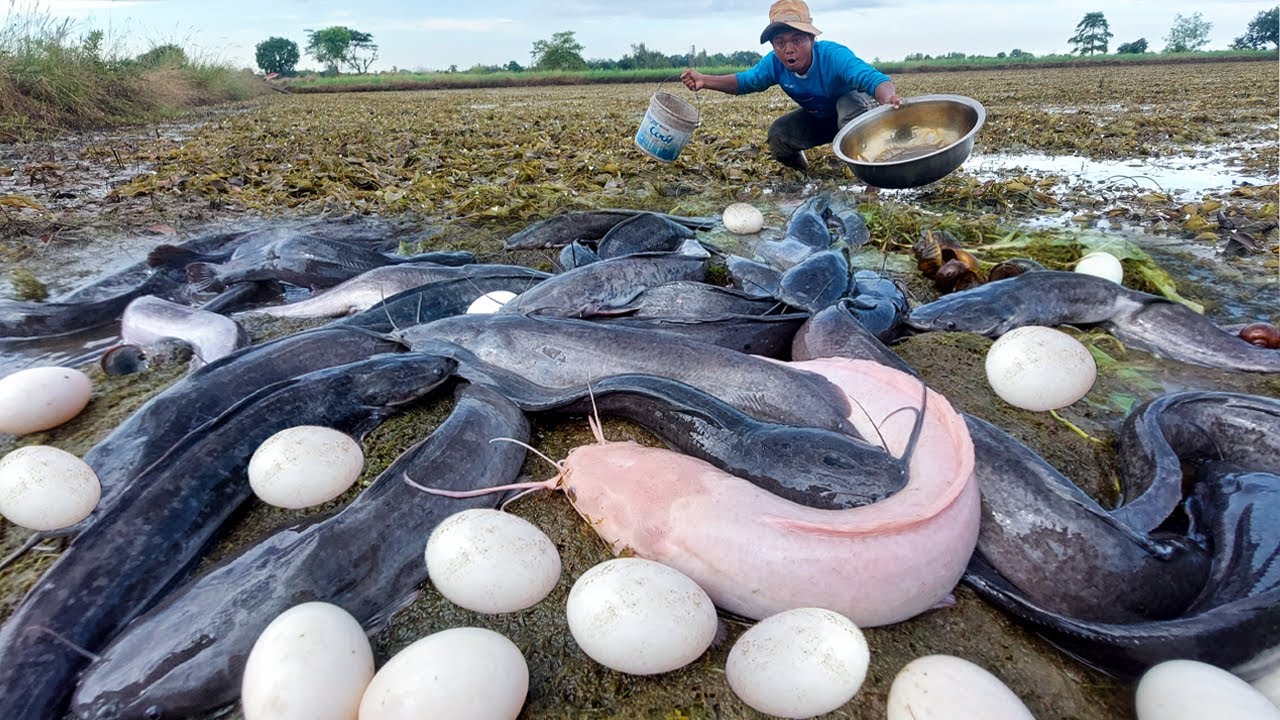 Amazing Fishing - A fisherman catch fish and pick a lot of eggs at rice field in mud water by hand