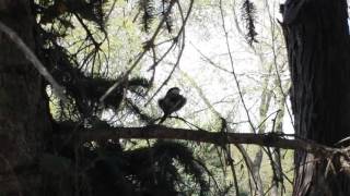 Bird courtship in Wascana Park