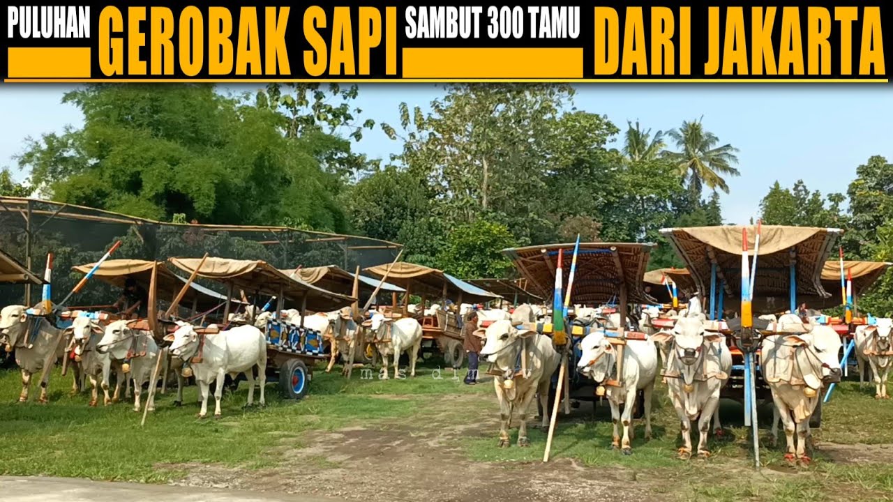 300 Orang Tamu Dari Jakarta Sewa Puluhan Gerobak Sapi Keliling Desa !! Para B4jingan Kumpul Lagi !!