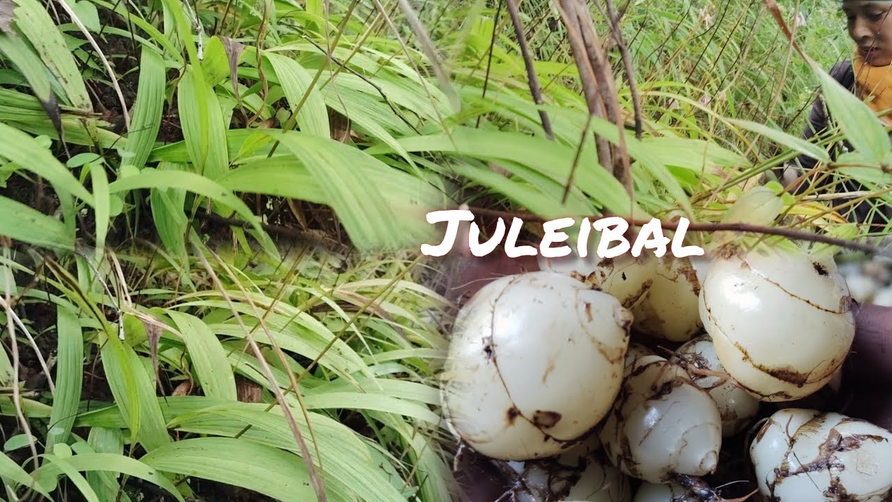 JULEIBAL ITI KILAH HAM?IJAT MAN HAM?IPIA KIMANG HAM?TIHO HILCHETNA VDO ANAVEUTIN ANA NGAI TAOTE.