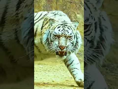 वीडियो: क्या तेंदुए और शेर लड़ते हैं?