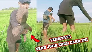 Jaring Burung Tikusan Sawah Di Kampung Halaman