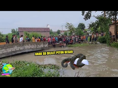 Ngeri!! An4k SMP Mandi di Sungai Disambar Anaconda Sepanjang 7 Meter, Hingga Kini Tidak Ditemukan.