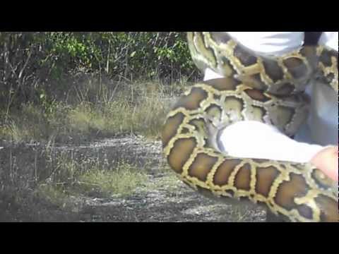 12.9.12 Python Captured in the Florida Everglades 2 of 3