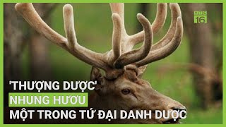 Những đại kỵ khi dùng 'thượng dược' nhung hươu | VTC16 screenshot 5