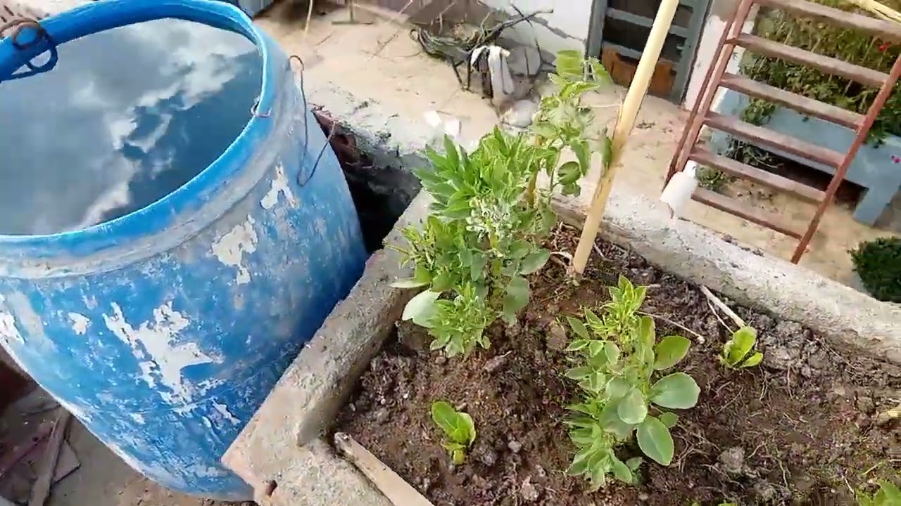 نزرع ايه فى شهر مارس ونزرع شتلات الشهد تحت النفق للحفاظ عليها من البرد