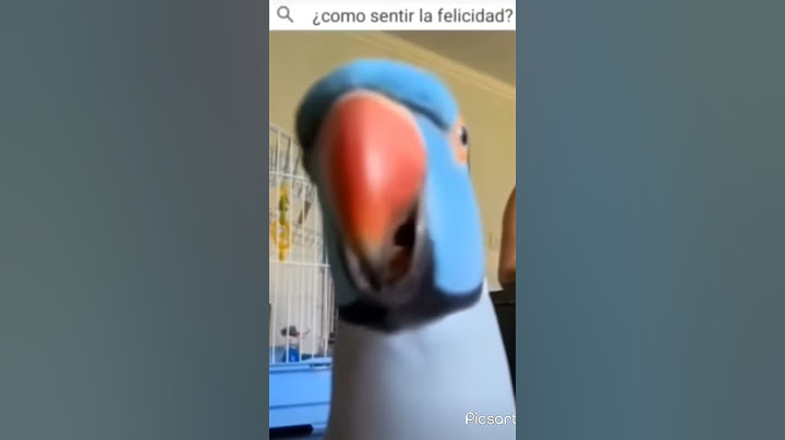 lorito dando besos a la cámara, como quisiera tener uno asi.