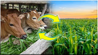 Integrated COW and CROP Farming System