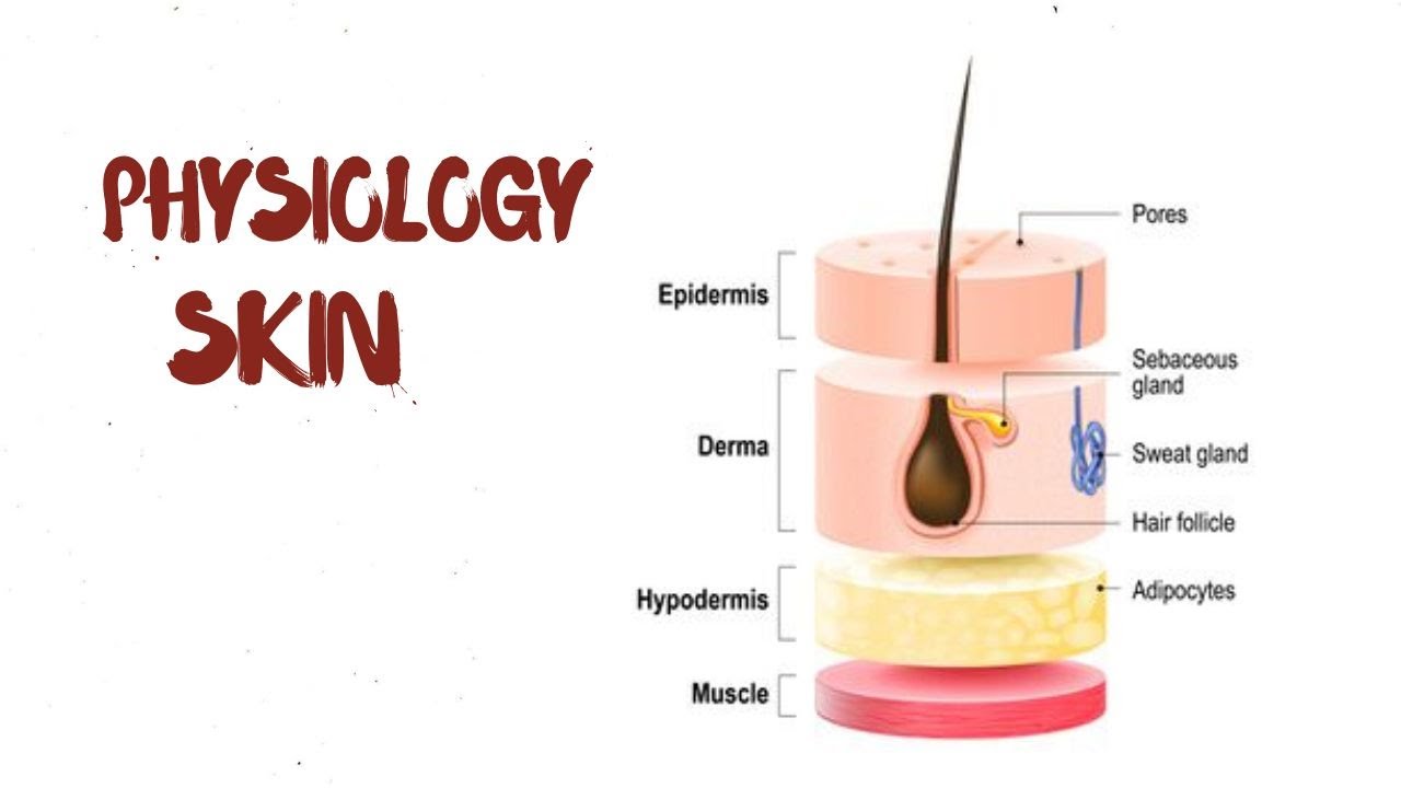Skin Lecture | Structure, Layers & Functions | Medical Education