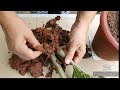 Root Rot in plants//Reason & 100% cure//Shown with 4 months time lapse in ZZ plant(Hindi)